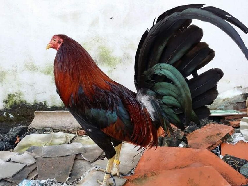 Gà Mỹ rặc – cách chọn gà chi tiết từ A-Z - Nuôi Gà Đá