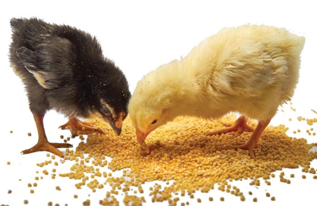 Các bước quan trọng trong dinh dưỡng gà con - Tạp chí Chăn nuôi Việt Nam