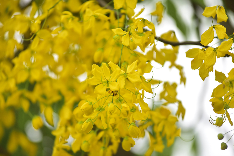 hoa muồng hoàng yến