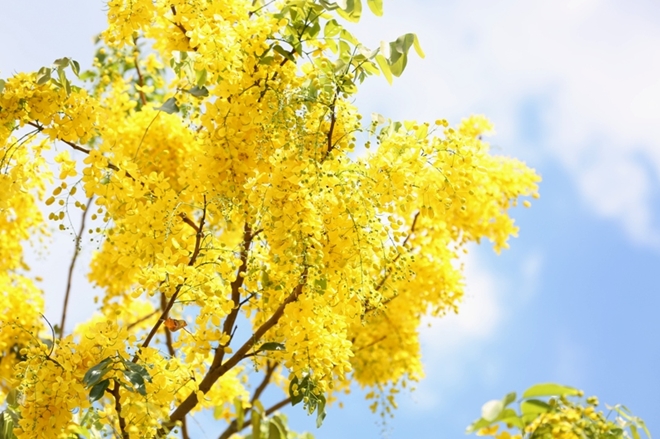 ý nghĩa của hoa hoàng yến