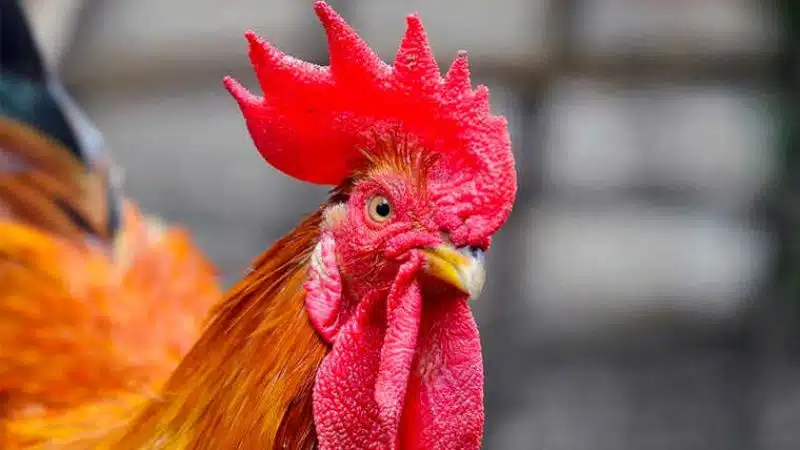 Gà trống thiến là gì? Các đặc điểm của gà trống thiến 5 Gà Trống Thiến Là Gì? Các đặc điểm Của Gas Trống Thiến