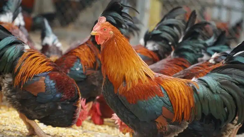 Gà trống thiến là gì? Các đặc điểm của gà trống thiến 4 Gà Trống Thiến Là Gì? Các đặc điểm Của Gà Trống Thiến