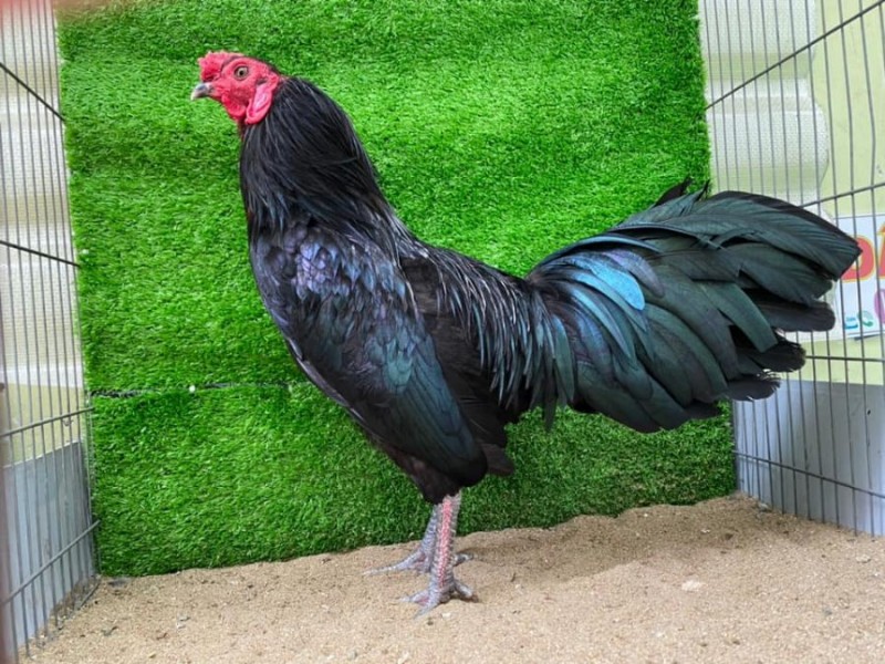 Vẻ ngoài gà ô chân trắng cao to