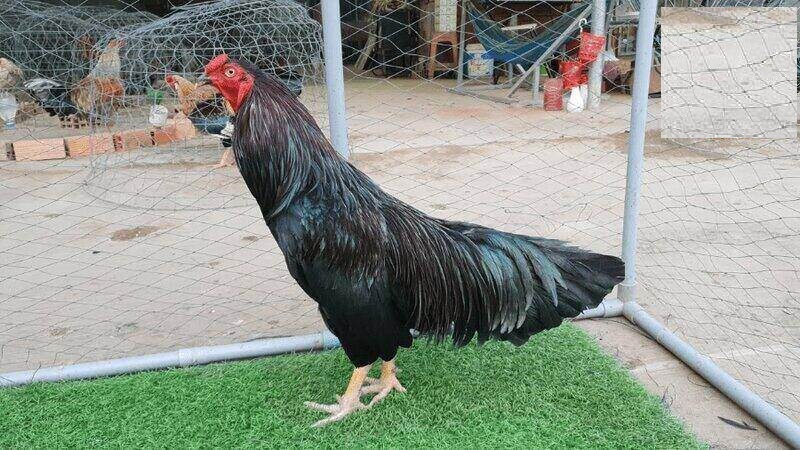 Câu hỏi về gà ô chân trắng